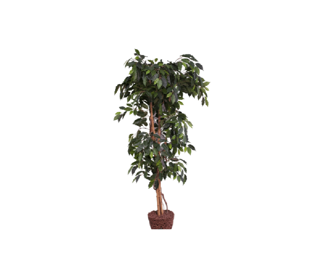 FICUS