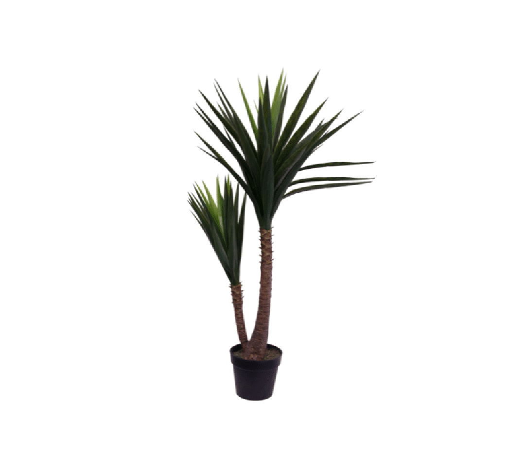 YUCCA